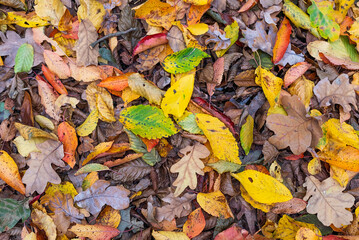 Multi-colored, bright fallen autumn leaves on the ground in the forest.