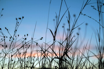 Silhouettes of plants against a blurred background of the sunset sky.