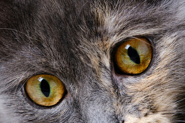 Muzzle and eyes cat closeup.