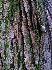 tree bark