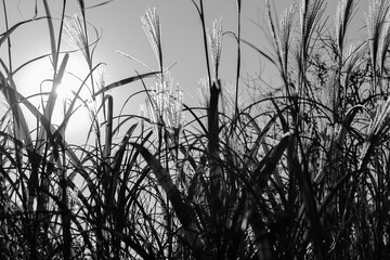 Tall grasses dancing in the wind with sun peeking through, black and white