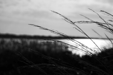 Tall grasses dancing in the wind with sun and harbor peeking through, black and white