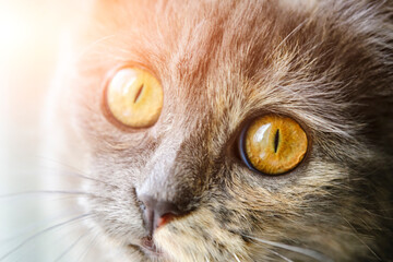 Muzzle and eyes of cat looking at light.