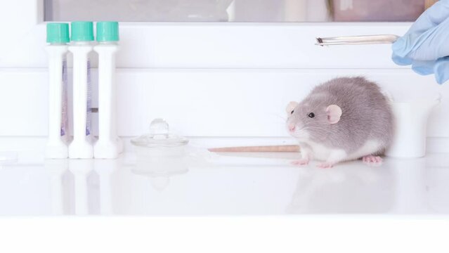 electronic chip in hand of scientist, experimental laboratory gray rat, Genetic Modifications, Behavioral Studies Research on rodents, Mouse-based Laboratory Experiments
