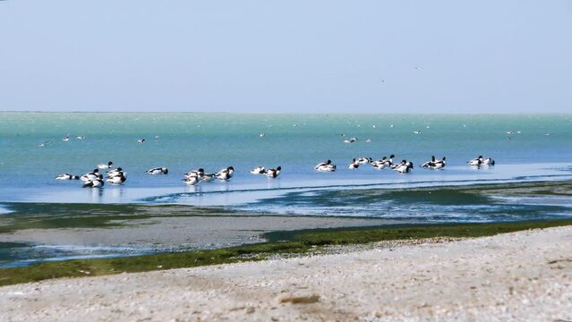 Shore of hypersalted Lake Sivash on autumn day. Many shelducks (Tadorna tadorna) feed on artemia and mosquito larvae. Ducks rest on shore during wind induced water set-down and feather cleaning