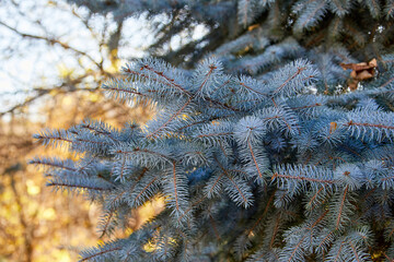 blue spruce branch in a city park.