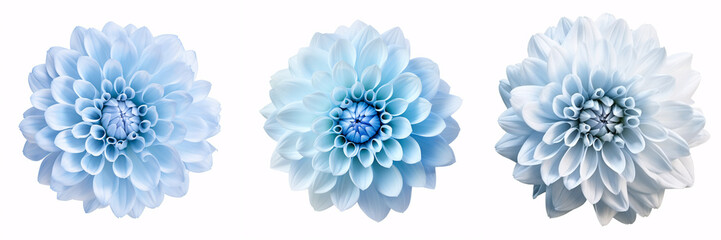 A large, fluffy Dahlia flower, prominently set against a pristine white backdrop, is a great design element.