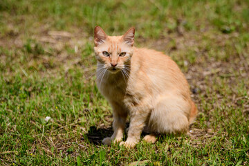 Naklejka na ściany i meble One yellow orange stray cat on a garden alley with green grass as blurred background.