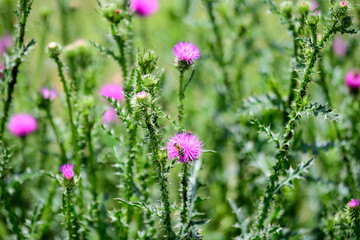 Delicate pink and purple flowers of Carduus nutans plant, commonly known as musk or nodding plumeless thistle, in a garden in a sunny summer day, national flower and symbol of Scotland, United Kingdom
