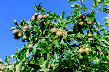 Young small green and red fruits and leaves in a large apple tree in direct sunlight in an orchard garden in a sunny summer day, beautiful outdoor floral background photographed with selective focus.