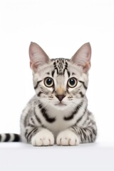 A cat sitting on top of a white table. This image can be used for various purposes, such as pet-related articles, home decor catalogs, or even in social media posts about cats.