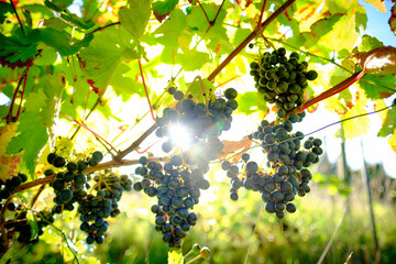 grapes in vineyard - obrazy, fototapety, plakaty
