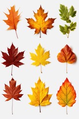 A collection of various colored leaves arranged on a white surface. This image can be used to add a touch of nature and autumn vibes to any design.