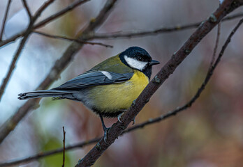 A great tit sits on a branch among the withered foliage of a bush on a cloudy autumn day.