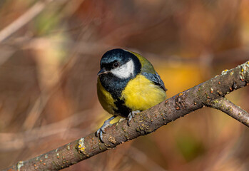 A yellow great tit bird sits on a branch among the fading foliage of a bush in the autumn forest.