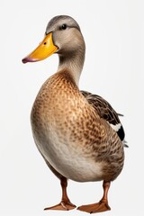 A duck with a yellow beak standing on a white surface. Suitable for nature-themed designs and animal illustrations.