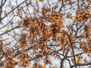 An kleinen Zweigen des Bergahorns (Acer pseudoplatanus) hängen Rispen mit reifen geflügelten Ahornsamen.