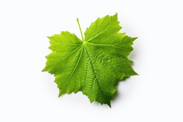 Fototapeta premium A single green leaf resting on a clean white surface. Suitable for use in nature, environmental, or minimalist design projects.