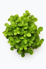 A small green plant is placed on a white surface. This picture can be used for various purposes such as illustrating growth, nature, simplicity, or minimalism