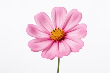 A single pink flower in a vase on a table. Perfect for adding a touch of elegance to any home or office decor