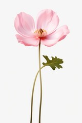 Naklejka na ściany i meble A single pink flower with a green stem. Can be used as a decorative element or in nature-themed designs