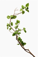 A branch with green leaves on a clean white background. Ideal for use in nature-themed designs and illustrations