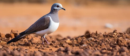 Fotobehang The bird with a bold white wing patch and brownish gray upperparts is a dove often found in desert habitats characterized by its blue eye patch and blue eye ring It stands out with its feath © TheWaterMeloonProjec