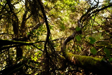 Laurisilva forest detail in Anaga park, Tenerife, Canaries, Spain