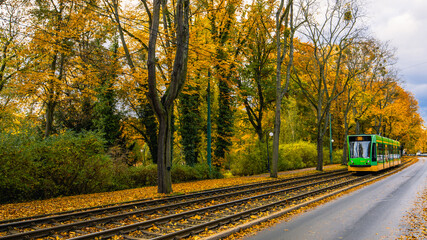 Tram Rides on the Rails Covered with Yellow Leaves in Autumn Day Along a City Street. Poland, Poznan, Solacz