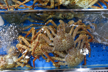 a living king crab very fresh korea