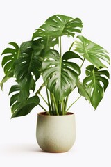 A picture of a plant in a pot placed on a clean white surface. This image can be used to showcase indoor gardening, home decor, or as a background for botanical themes