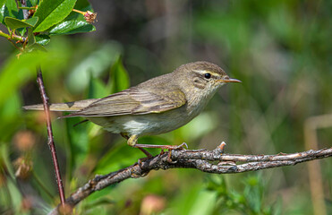 A small warbler, a willow warbler, sits on a dry branch among the green foliage of cherry bushes on a clear spring day.
