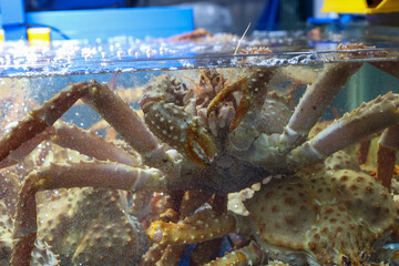 a living king crab very fresh korea