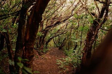 Laurisilva forest of Bosque de los Enigmas, Anaga, Tenerife, Canaries, Spain