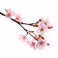 A white-hued Sakura tree branch, with pink blossoms, stands lone and apart.