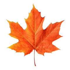 Obraz premium Orange Maple Leaf, Fall Season Symbol