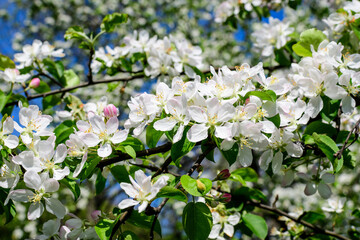 Close up of a branch with white apple tree flowers in full bloom with blurred background in a garden in a sunny spring day, beautiful Japanese cherry blossoms floral background, sakura.