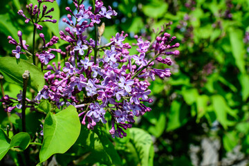 Group of fresh delicate small purple flowers of Syringa vulgaris (lilac or common lilac) towards clear blue sky in a garden in a sunny spring day, floral background photographed with soft focus.