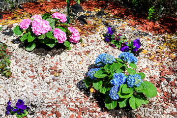 Magenta blue hydrangea macrophylla or hortensia shrub in full bloom in a flower pot, with fresh green leaves in the background, in a garden in a sunny summer day.