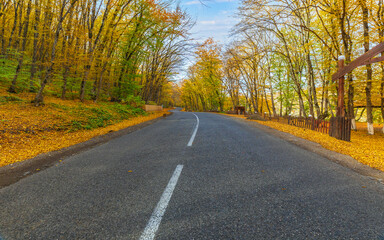 Road passing through an autumn forest in the mountains