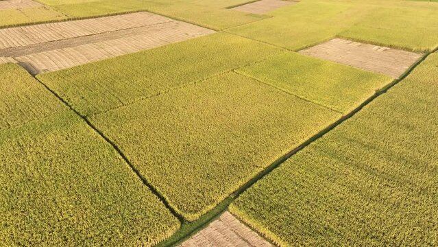 field of wheat. 4k smooth video footage