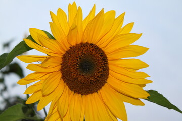 Sonnenblume