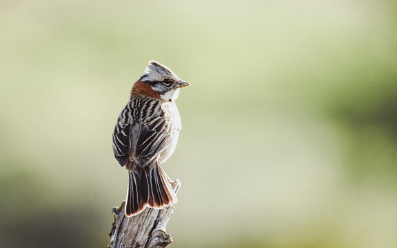 CHINCOL CHILENSIS (Zonotrichia capensis), FOTOGRAF&Iacute;A TOMADA EN CHILE. REGI&Oacute;N DEL BIO BIO.