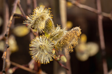 willow branch in spring