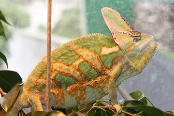 chameleon