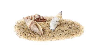 shells isolated on white