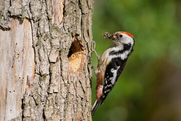 Middle Spotted Woodpecker flew to the hollow. © Raphael Vero