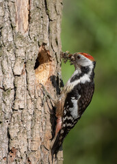 Middle Spotted Woodpicker flew to the hollow to feed the young.