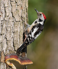 Middle Spotted Woodpecker flew to the hollow.