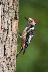 The middle spotted woodpecker came to the hollow to feed the young.